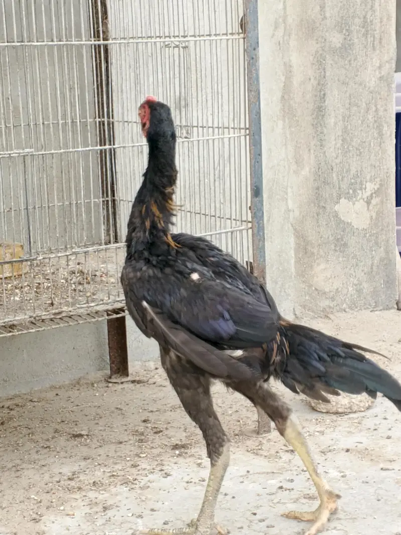 Dragon parrotbeak cross pair — photo 2