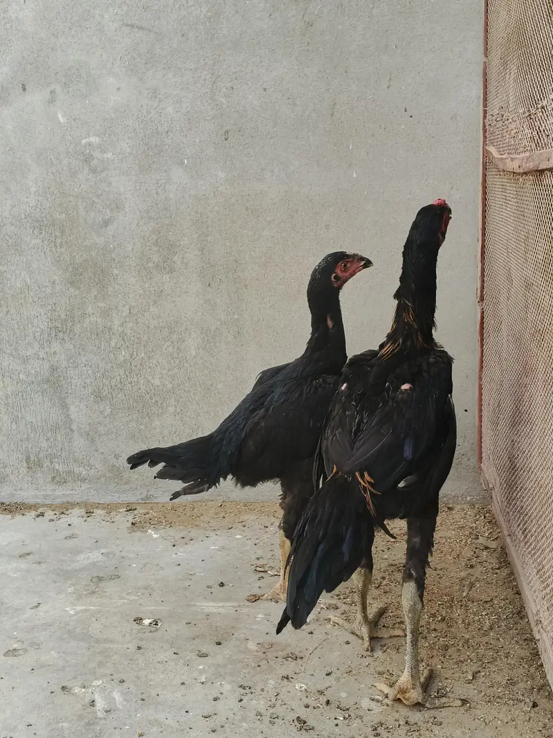Dragon parrotbeak cross pair — photo 3