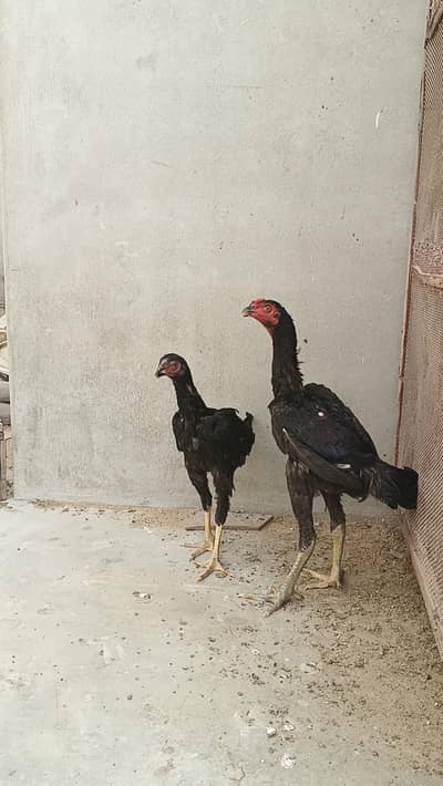 Dragon parrotbeak cross pair