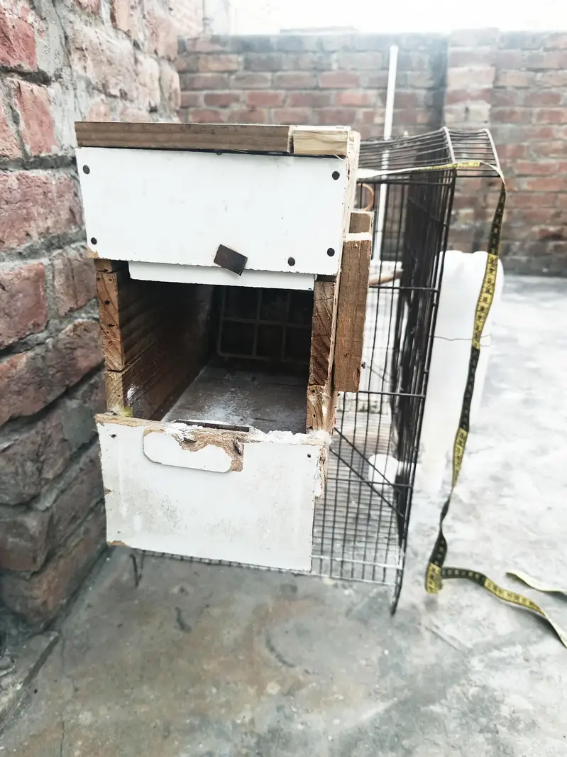 Bird Cage for sale — photo 5