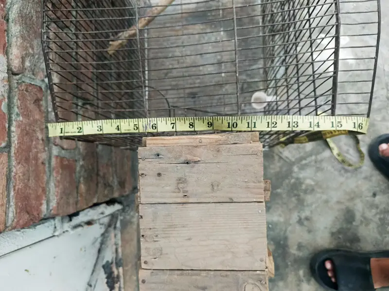 Bird Cage for sale — photo 6