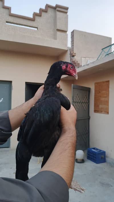 Black Madi ki age 10 month ha or black pathy ki age 5 month ha Madi k