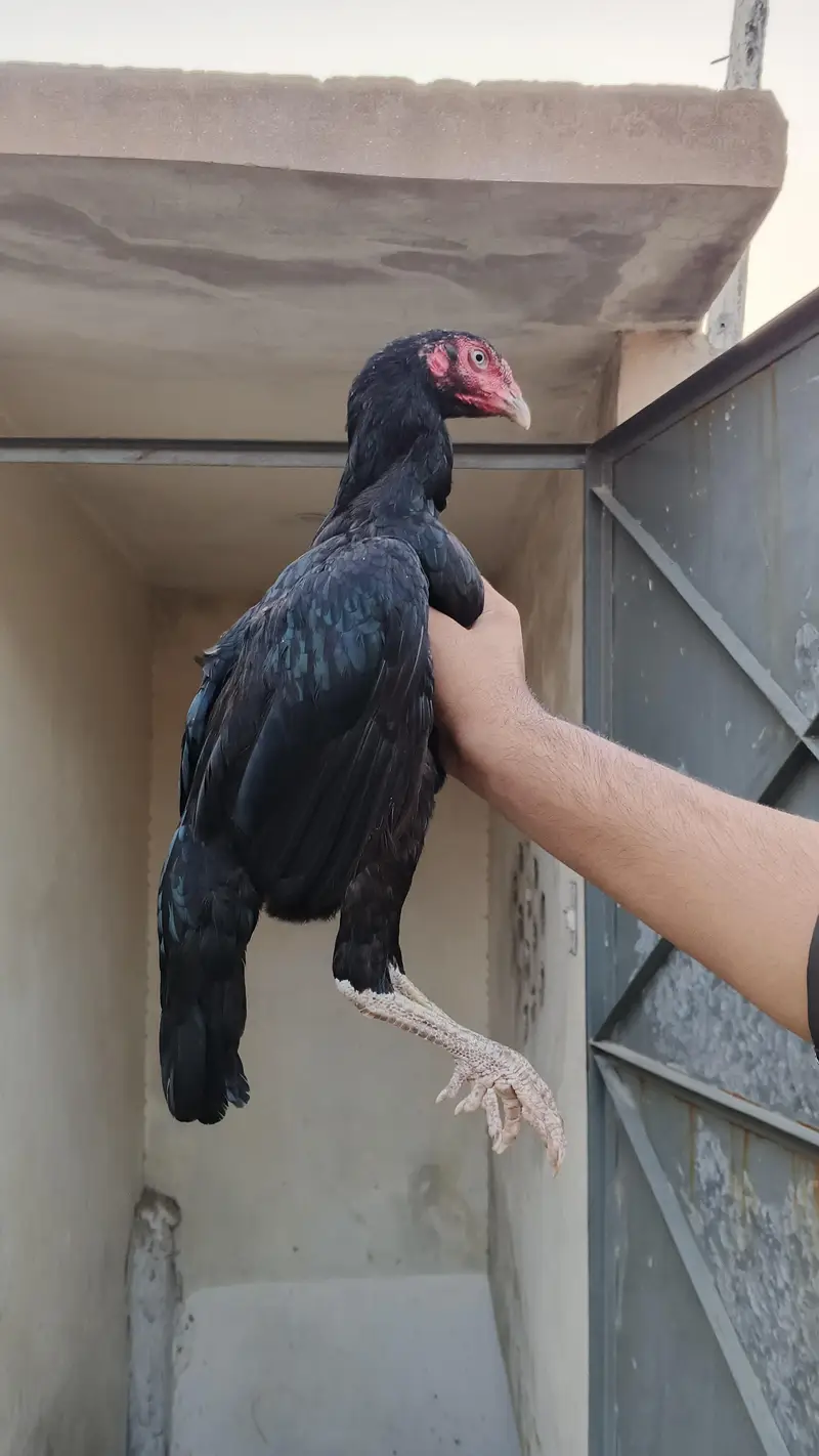 Black Madi ki age 10 month ha or black pathy ki age 5 month ha Madi k — photo 2