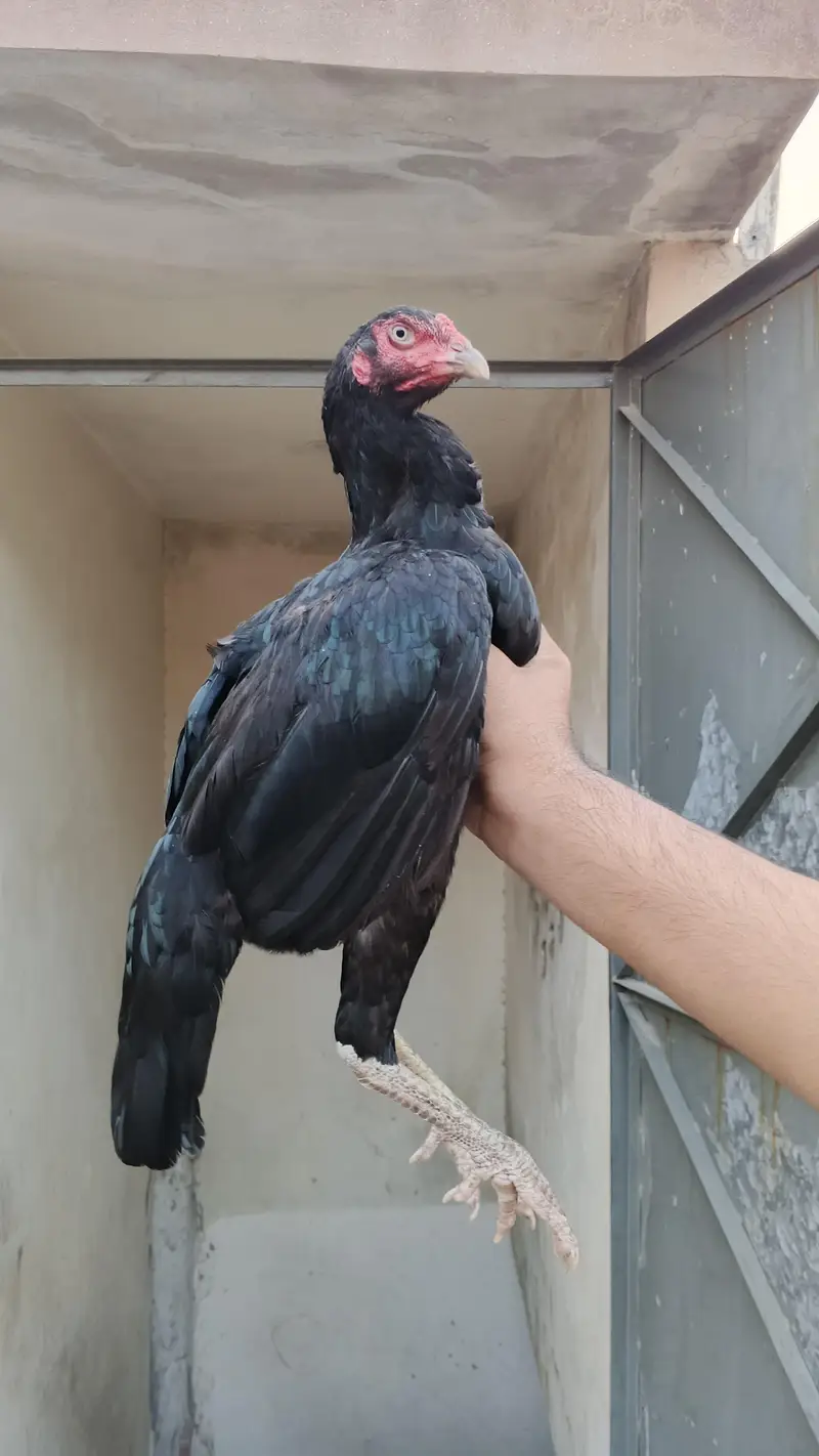 Black Madi ki age 10 month ha or black pathy ki age 5 month ha Madi k — photo 3