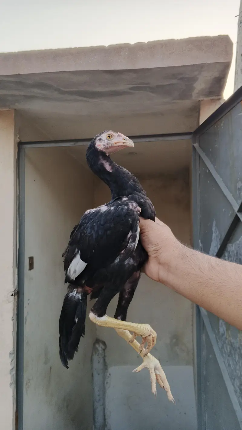 Black Madi ki age 10 month ha or black pathy ki age 5 month ha Madi k — photo 4