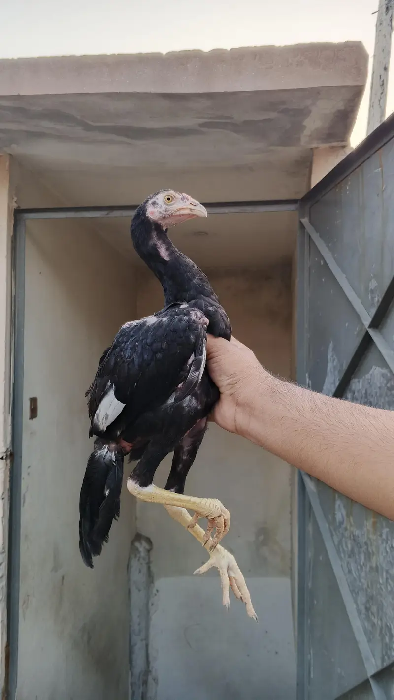 Black Madi ki age 10 month ha or black pathy ki age 5 month ha Madi k — photo 5