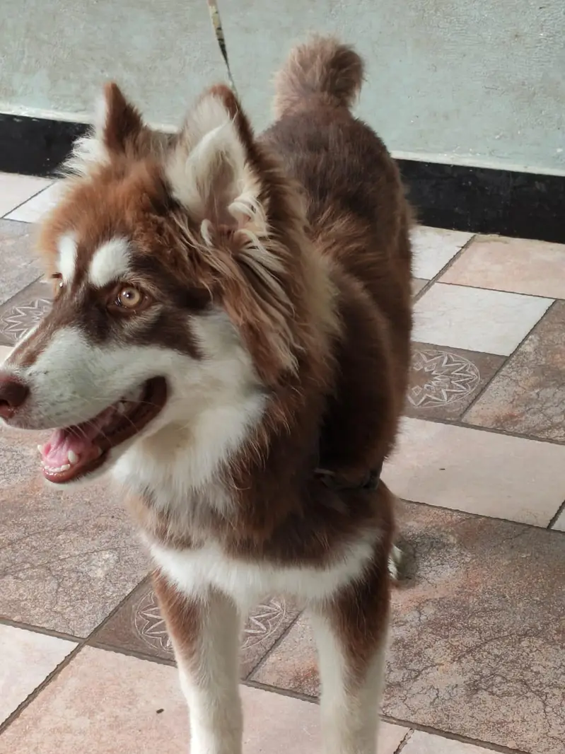 husky dog for sale — photo 2