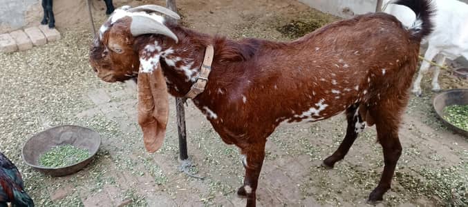 Top Quality Makhni Chini Breeder Goat / Bakra For Sale