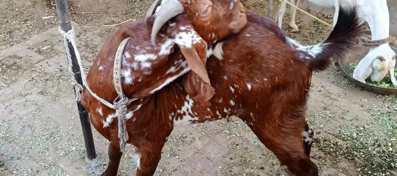 Top Quality Makhni Chini Breeder Goat / Bakra For Sale — photo 2