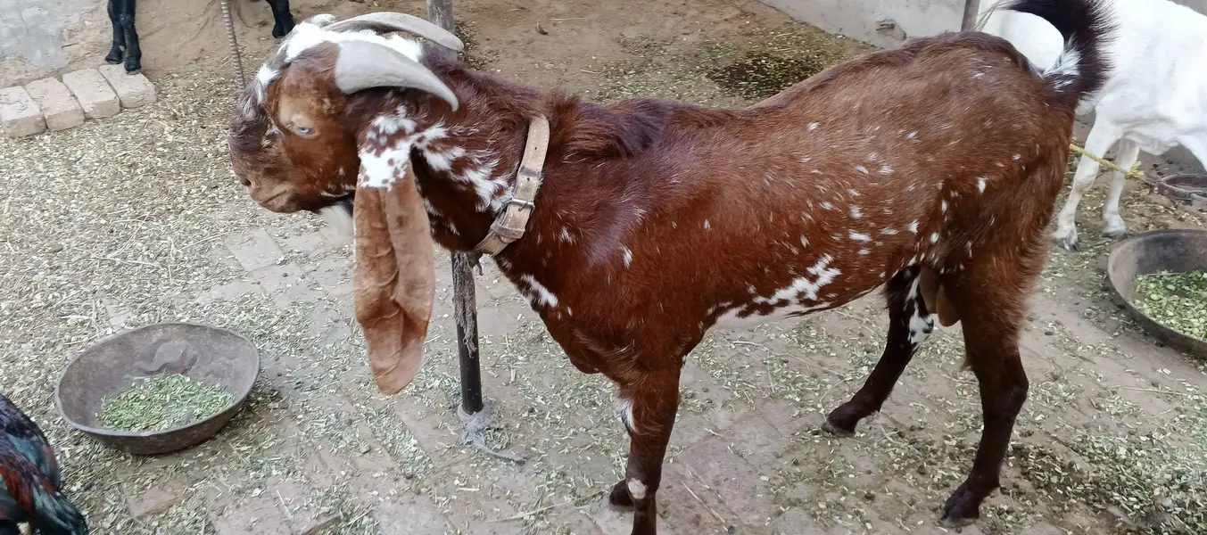 Top Quality Makhni Chini Breeder Goat / Bakra For Sale — photo 4