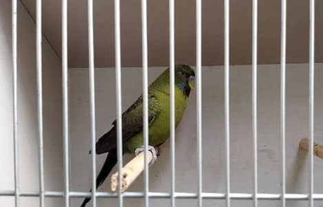 COmbo Grey Green