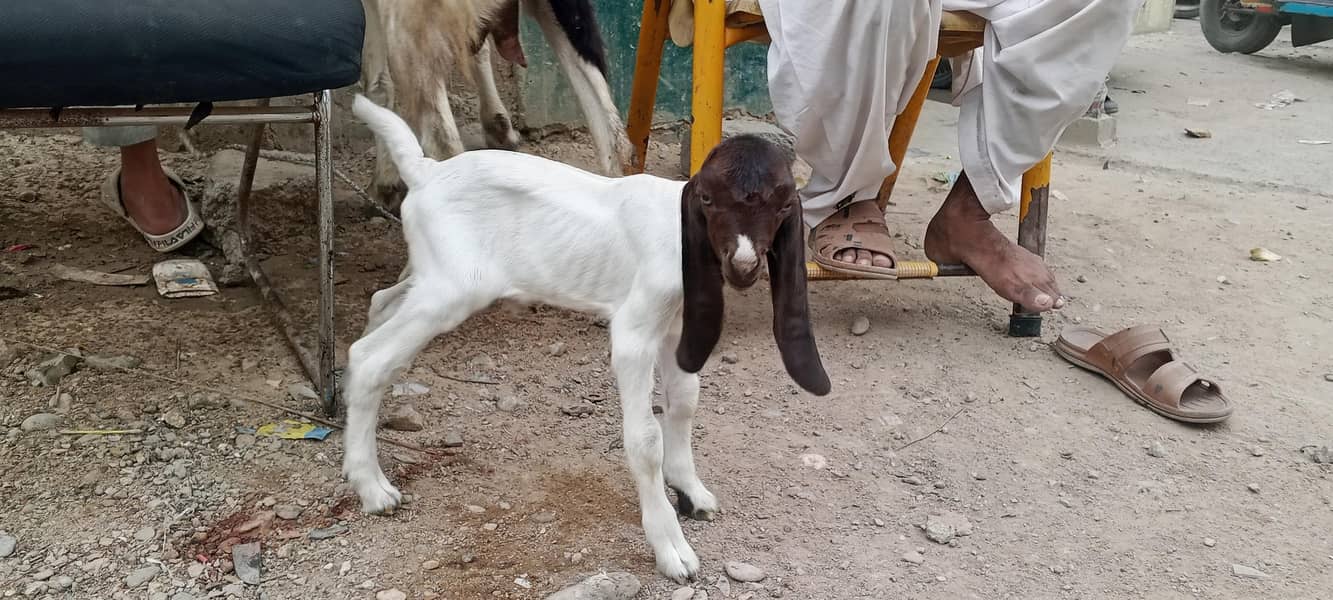  4 دانت کی بکری، پہلی بار بچہ دیا — نر بچہ ساتھ 0