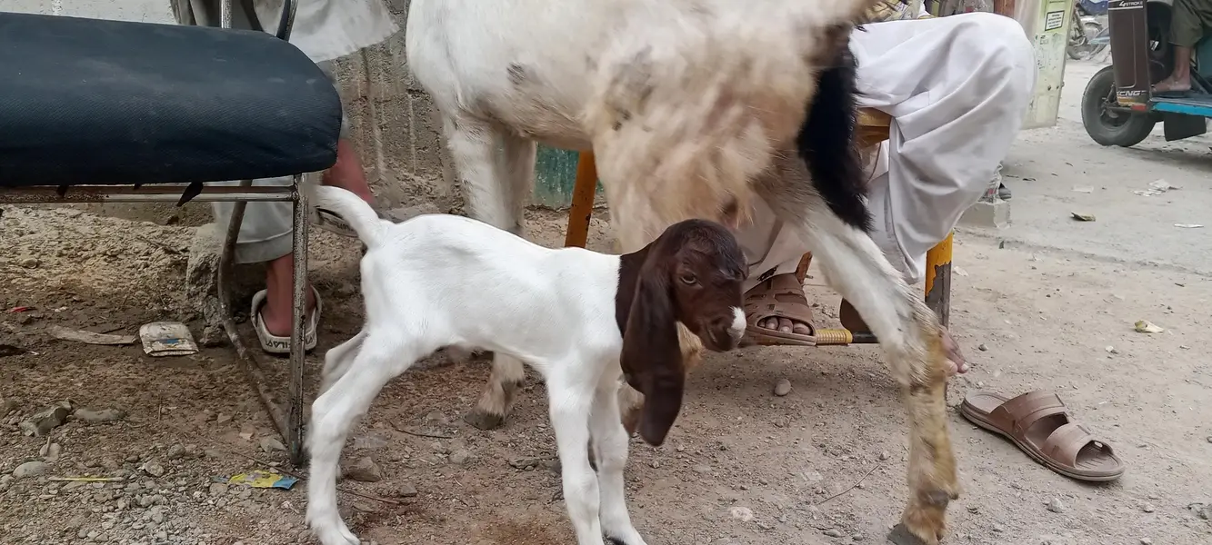  4 دانت کی بکری، پہلی بار بچہ دیا — نر بچہ ساتھ — photo 2