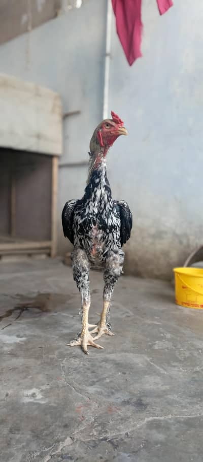 home breed a sale
