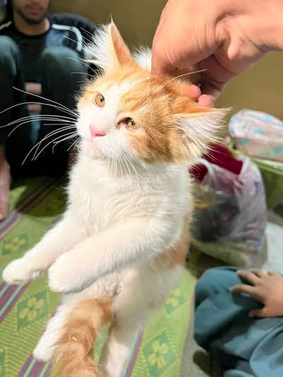 Persian cat double coat with yellow eyes with punch face