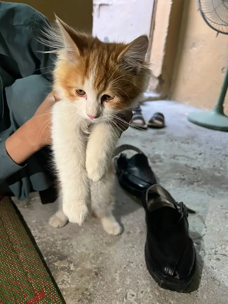 Persian cat double coat with yellow eyes with punch face — photo 2