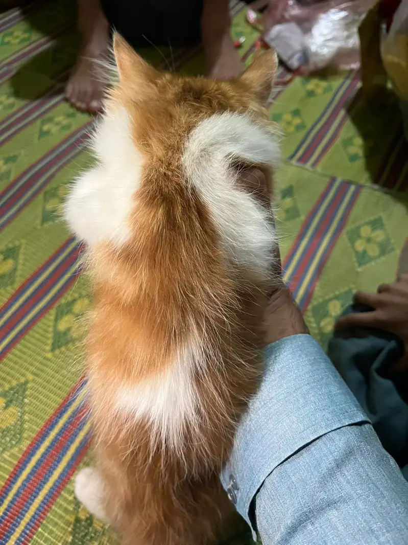 Persian cat double coat with yellow eyes with punch face — photo 3