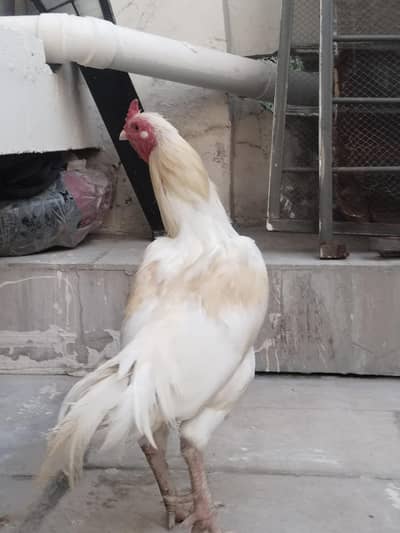 Aseel rooster for sale