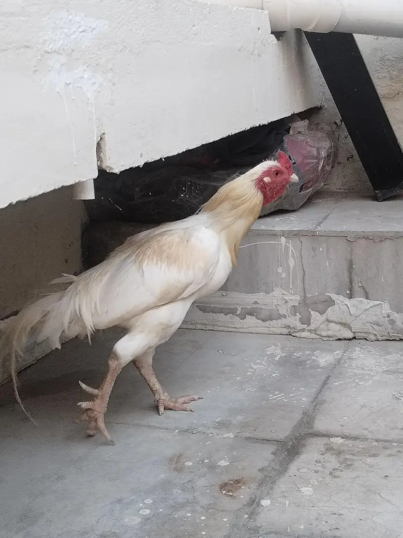 Aseel rooster for sale — photo 2