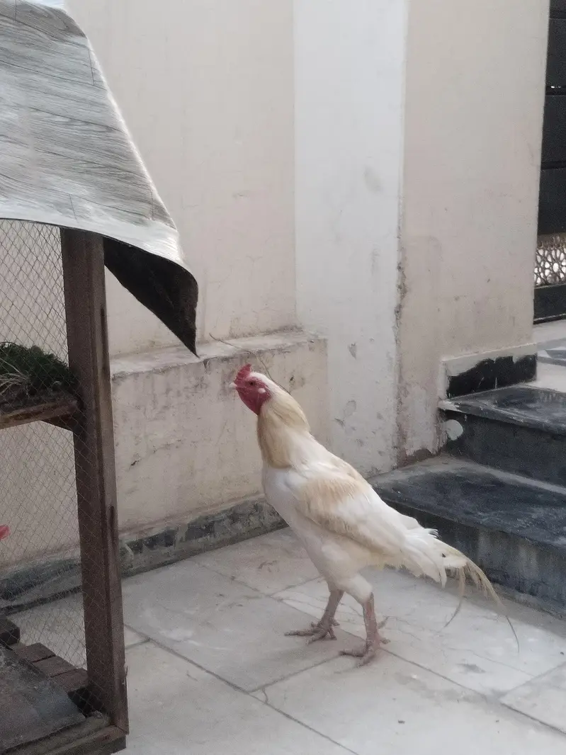 Aseel rooster for sale — photo 3