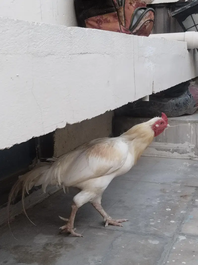 Aseel rooster for sale — photo 4