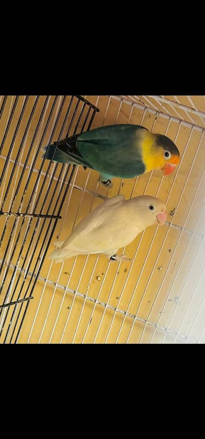 breeder pairs