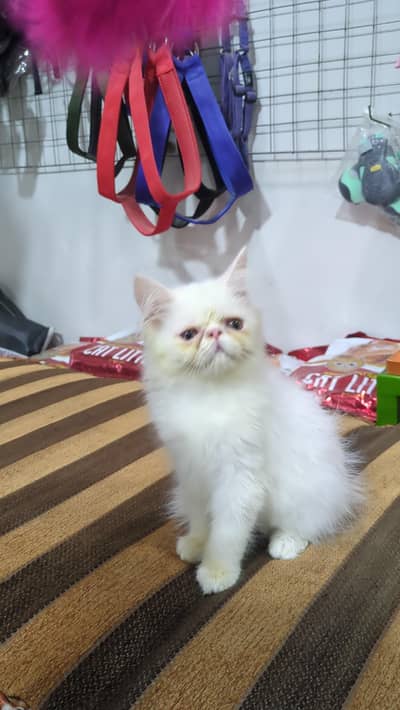 piki face male kitten