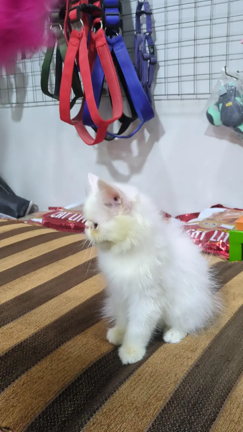 piki face male kitten — photo 2