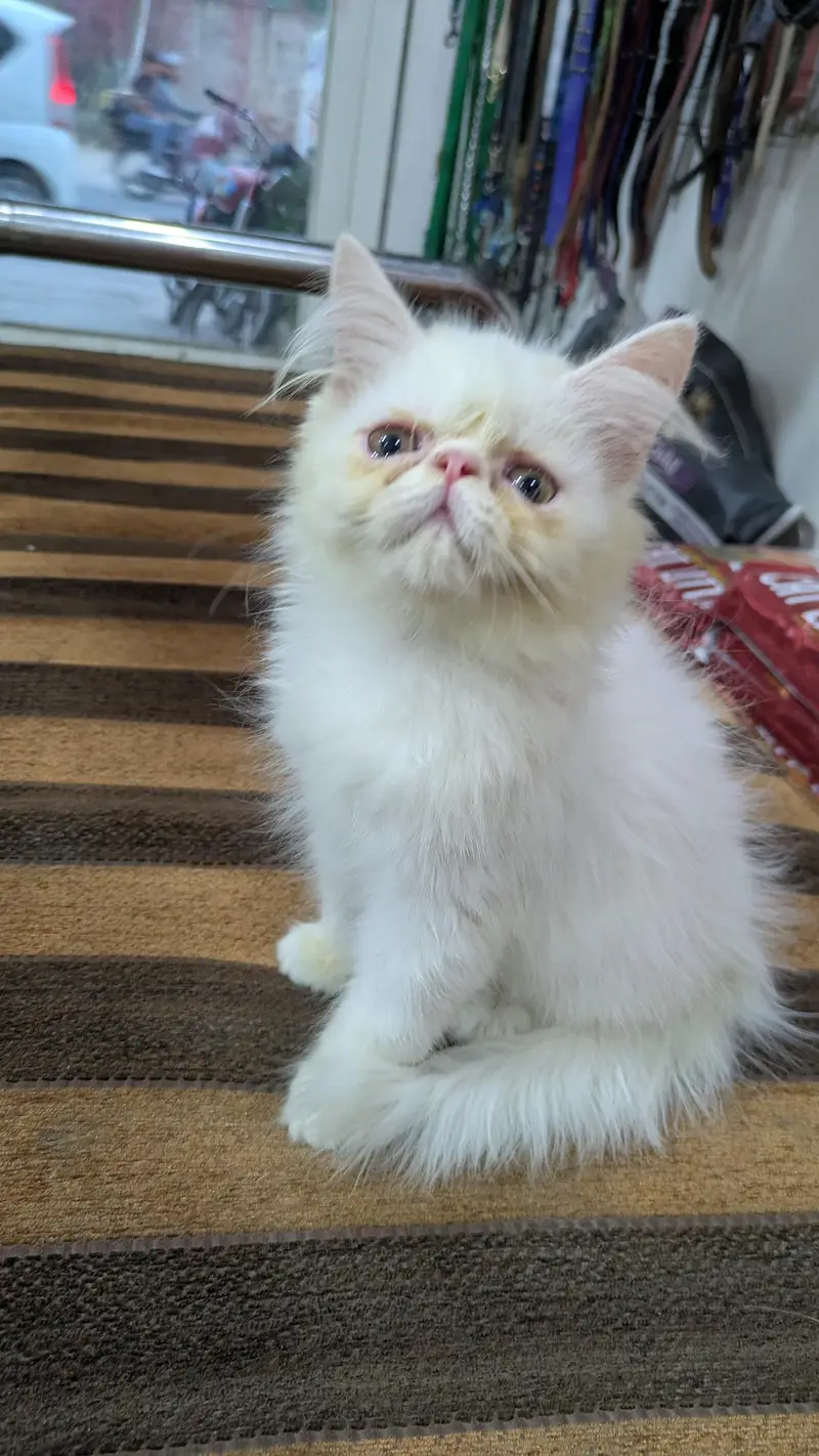 piki face male kitten — photo 3
