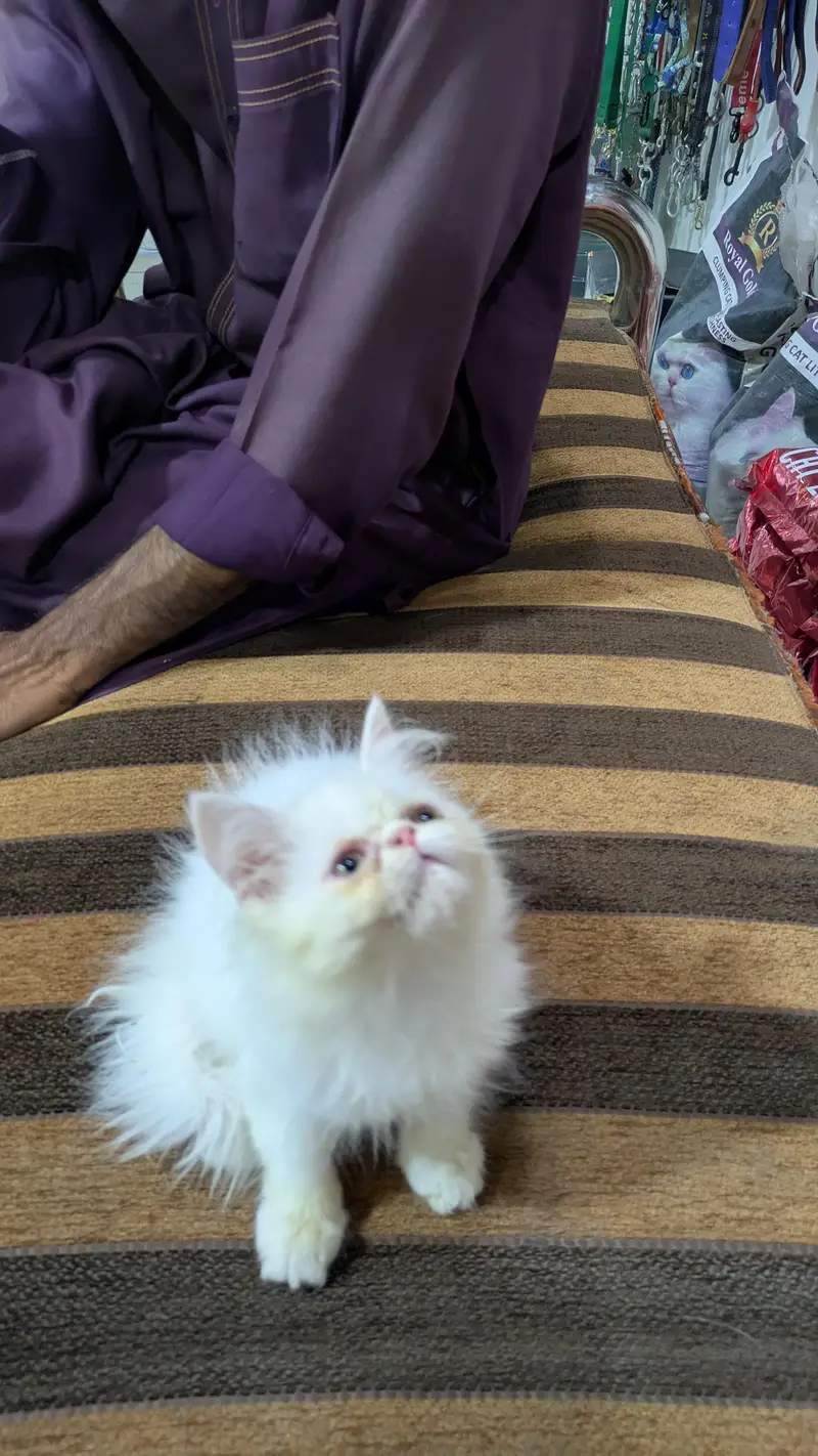 piki face male kitten — photo 4