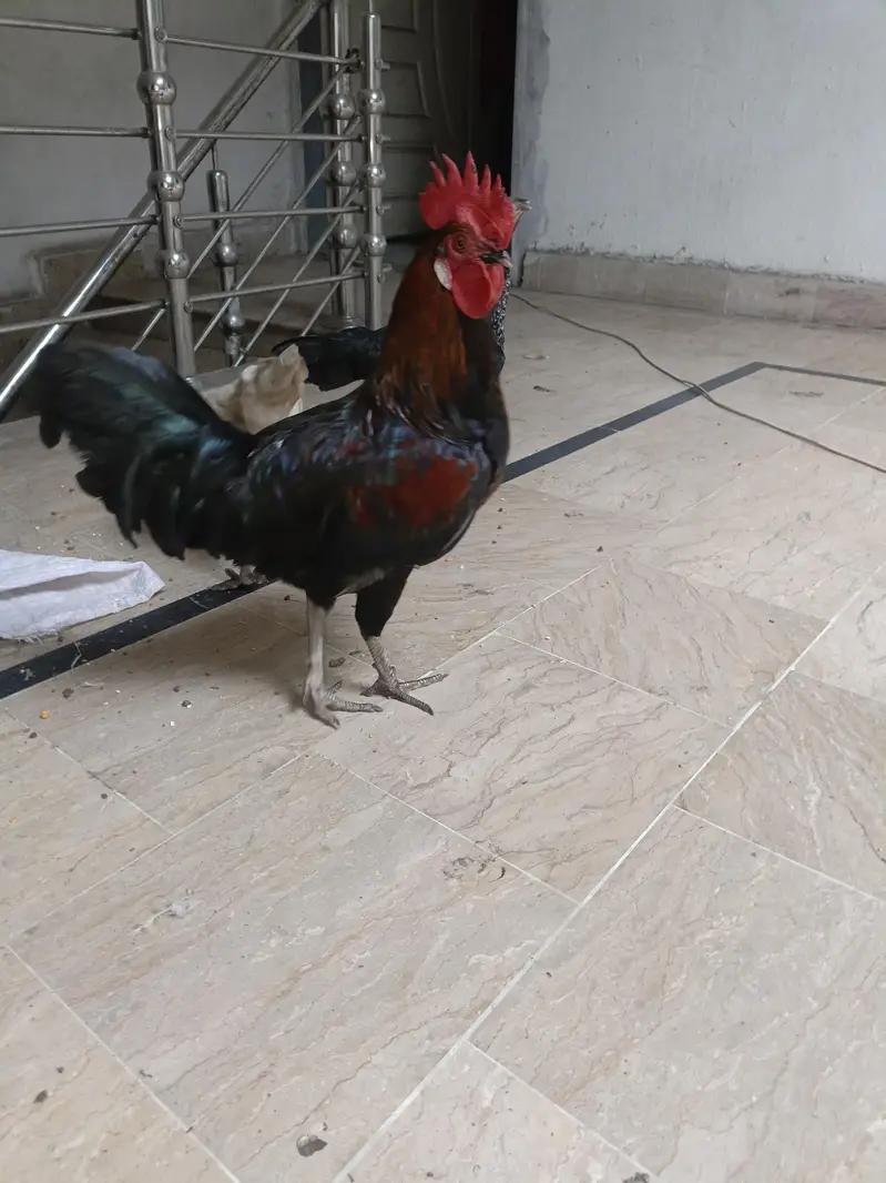 Desi Male — photo 3