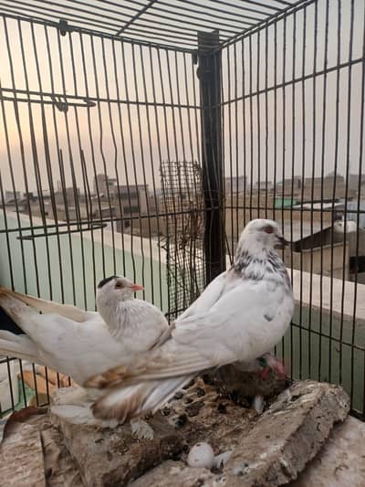kabootar hyn kam price ma breeding k lia best hy.