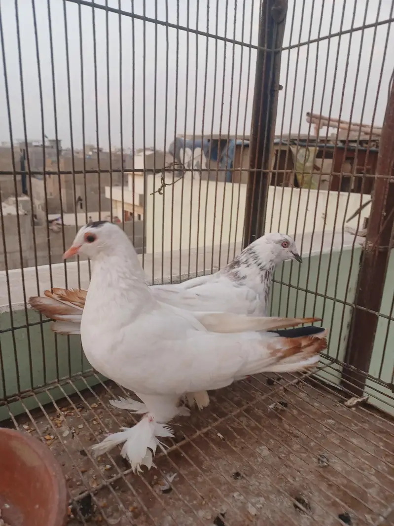 kabootar hyn kam price ma breeding k lia best hy. — photo 2
