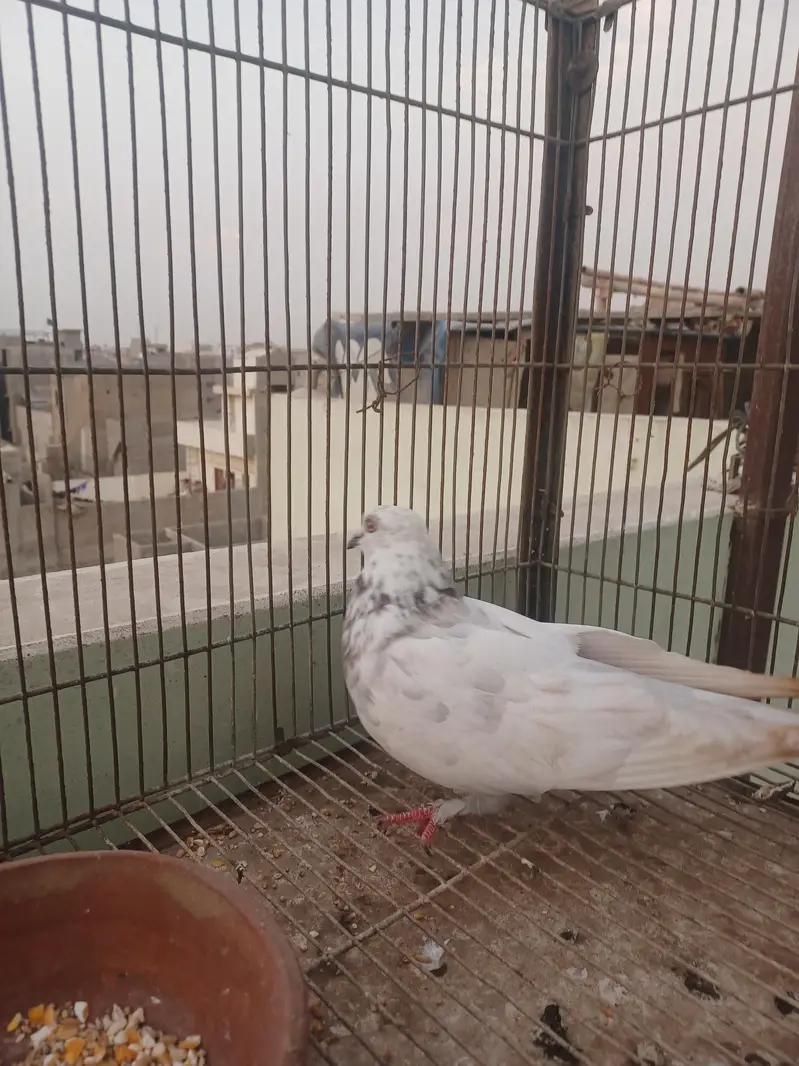 kabootar hyn kam price ma breeding k lia best hy. — photo 3