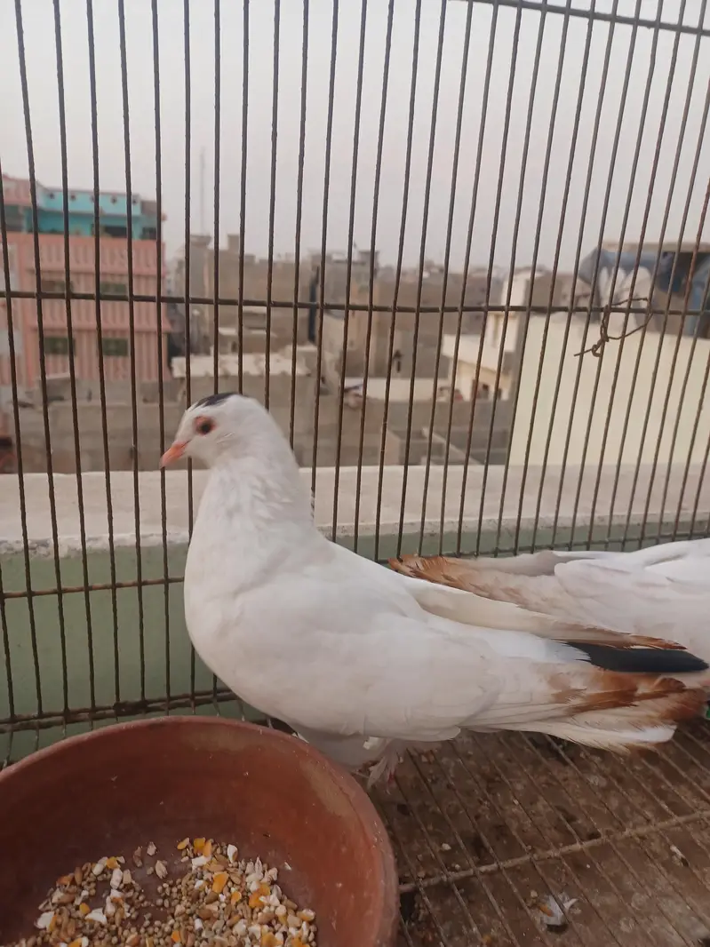 kabootar hyn kam price ma breeding k lia best hy. — photo 4