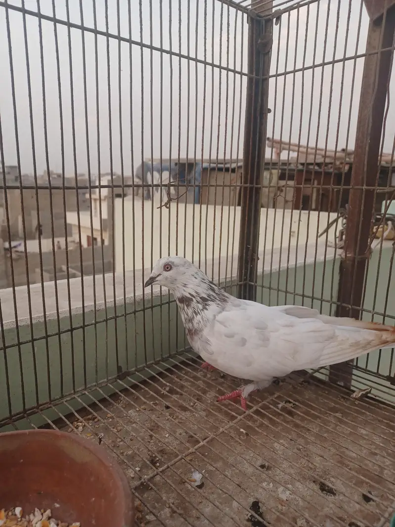 kabootar hyn kam price ma breeding k lia best hy. — photo 5