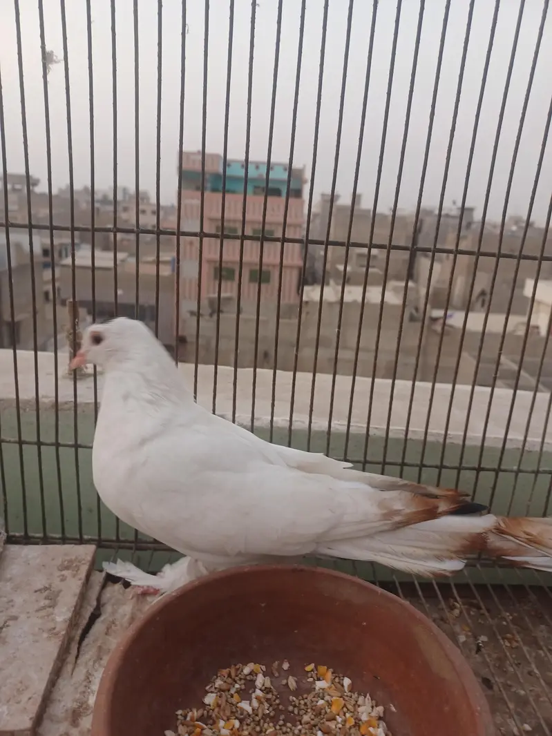 kabootar hyn kam price ma breeding k lia best hy. — photo 6