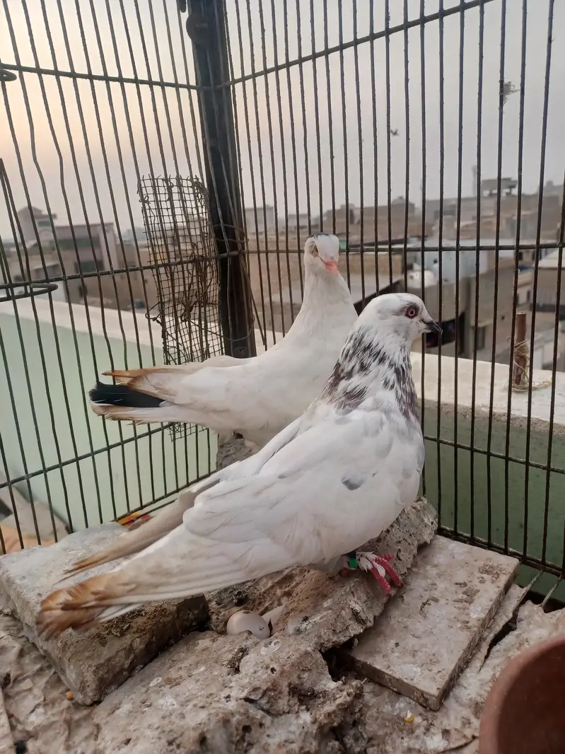 kabootar hyn kam price ma breeding k lia best hy. — photo 7