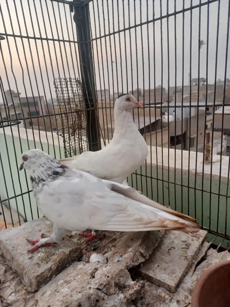 kabootar hyn kam price ma breeding k lia best hy. — photo 8