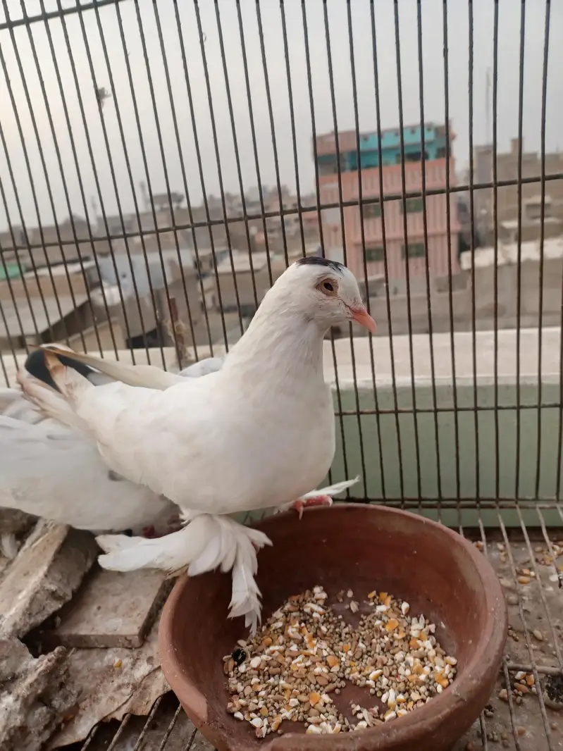 kabootar hyn kam price ma breeding k lia best hy. — photo 9
