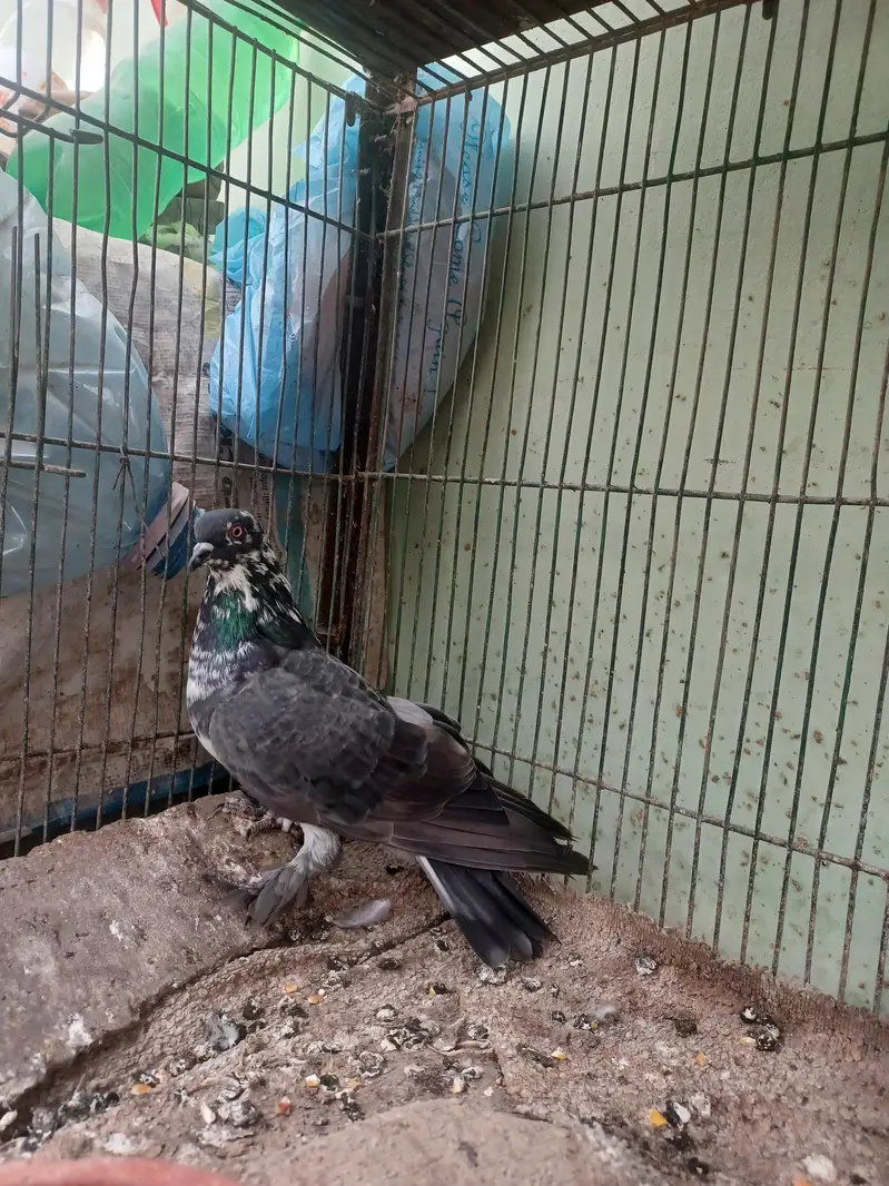 kabootar hyn kam price ma breeding k lia best hy. — photo 10