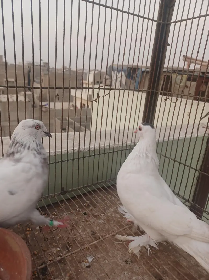 kabootar hyn kam price ma breeding k lia best hy. — photo 11