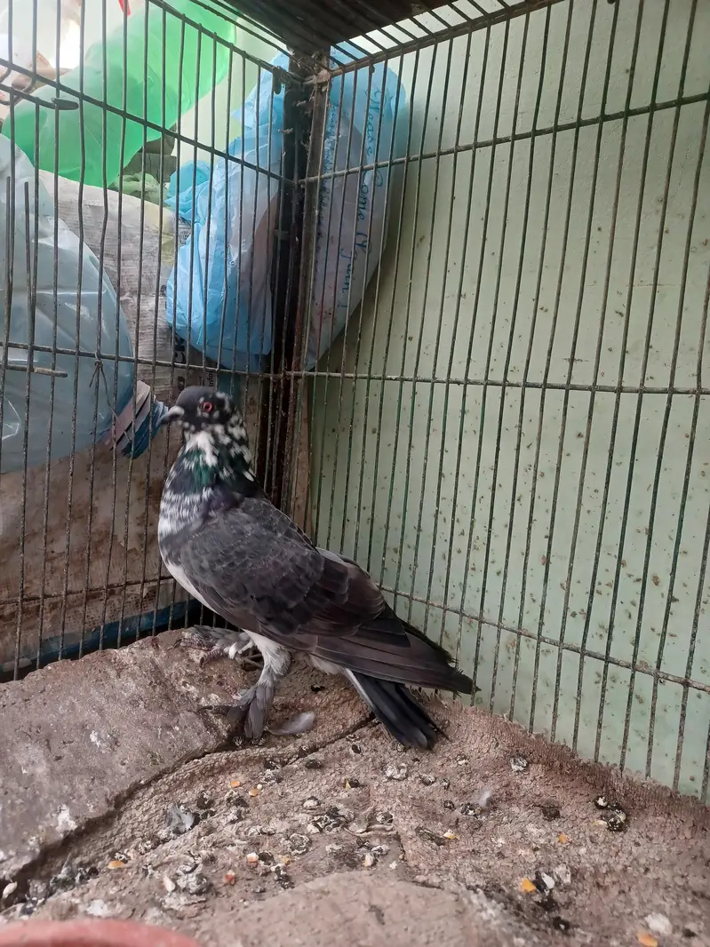kabootar hyn kam price ma breeding k lia best hy. — photo 12