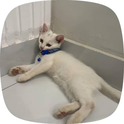 Persian cat