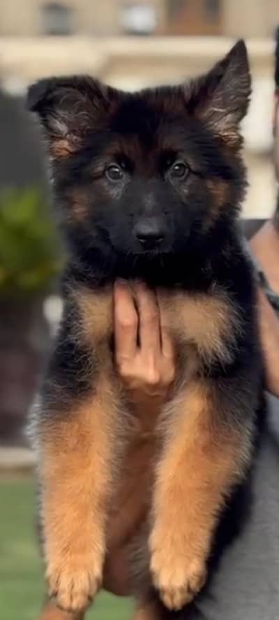 Beautiful long coat German shepherd puppy