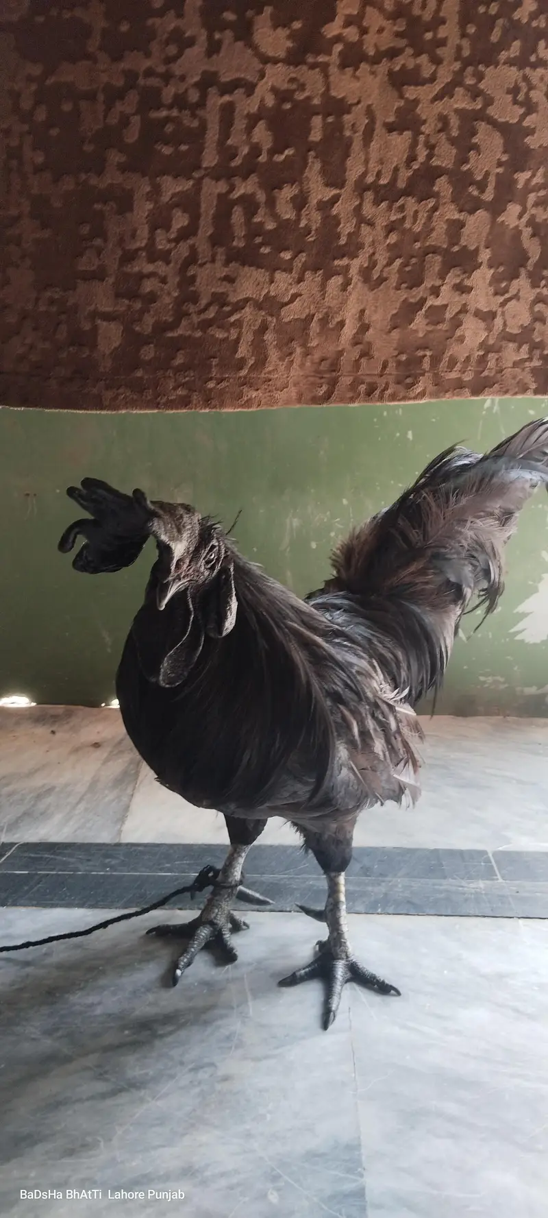 Ayyan semani Nasal — photo 2