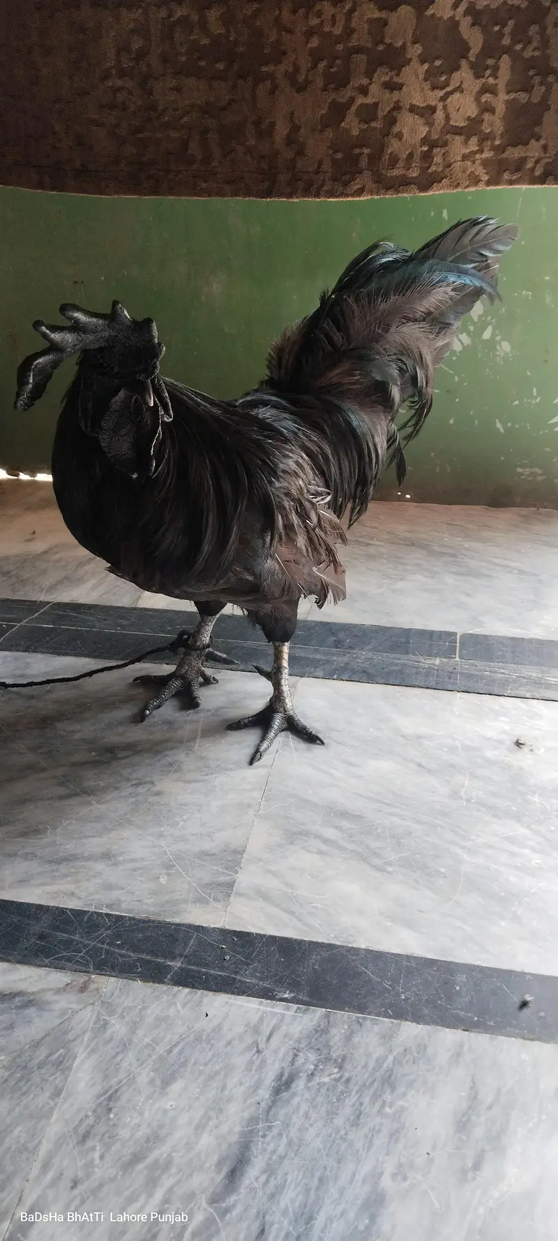 Ayyan semani Nasal — photo 3