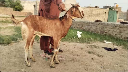 BAKRA 2027 QURBANI K LIYE SADQA k liye  03238510786