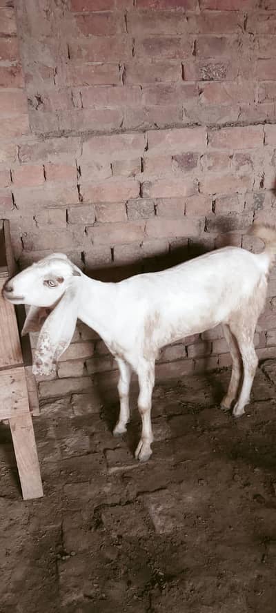 achi nasal ki ha bakra aur bakri