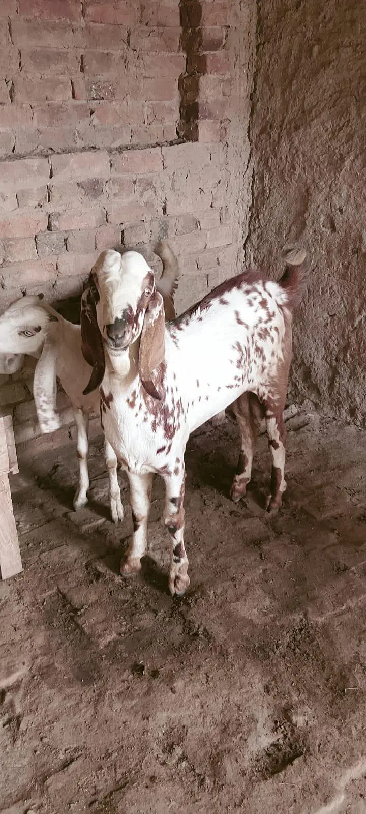 achi nasal ki ha bakra aur bakri — photo 3